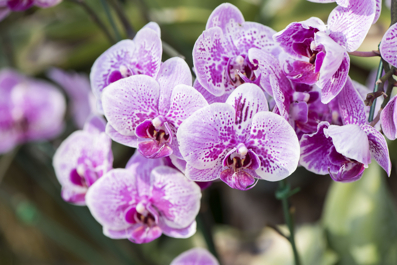 garden design landscape design