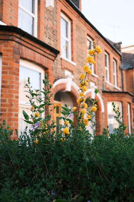 A close-up view of a yellow flowering plant with multiple tall, slender stems topped with clusters of small, bright yellow blossoms. The plant is situated in a garden bed with lush, dark green foliage surrounding it. In the background, a red-brick residential building features white-framed windows and an arched entrance with a yellow door, partially obscured by the plant. The area appears well-maintained, with trimmed hedges and tidy soil, suggesting regular garden maintenance by Gardeners Twickenham. The scene is illuminated by natural daylight, highlighting the vibrant colors and textures of the plants, soil, and brickwork, indicative of a neat and cared-for front garden space linked to the landscaping work described in the 'Local gardeners Twickenham Riverside front garden guide'.