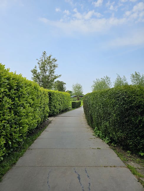 A paved sidewalk running through a well-maintained garden with neatly trimmed, lush green hedges on both sides. The hedge on the left appears slightly taller and denser, while the one on the right is more uniformly shaped. In the background, there are a few tall trees with leafy branches, under a partly cloudy sky with patches of bright blue. The garden layout includes a clear pathway, bordered by rich soil and gravel, surrounded by vibrant foliage. The scene suggests recent hedge trimming or removal as part of garden maintenance or landscaping work. The environment is bright with natural daylight, emphasizing the healthy greenery. The overall setting reflects careful outdoor care, and the presence of the company name ‘Gardeners Twickenham’ indicates professional gardening services are involved, consistent with the theme of hedge removal cost analysis in Twickenham, as highlighted on the webpage.