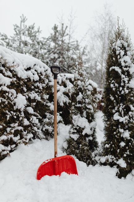A garden scene during winter snowfall featuring a red snow shovel with a wooden handle resting against a row of evergreen hedge plants covered in snow. The hedge forms a natural border, with dense, dark green foliage partially visible beneath the snow. The ground is blanketed in fresh white snow, with the shovel's blade partially buried. In the background, bare trees with thin branches stand against a cloudy, overcast sky, indicating cold weather. The image captures a quiet moment of outdoor maintenance, emphasizing the seasonal context of garden care and landscaping work, with a focus on shrub trimming or clearing snow—activities commonly managed by local gardeners such as Gardeners Twickenham.